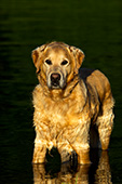 Golden retriever standing in a shallow river