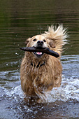 Golden retriever running in shallow water with a stick