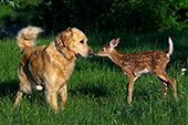 Golden retriever & whitetail fawn meeting for the first time