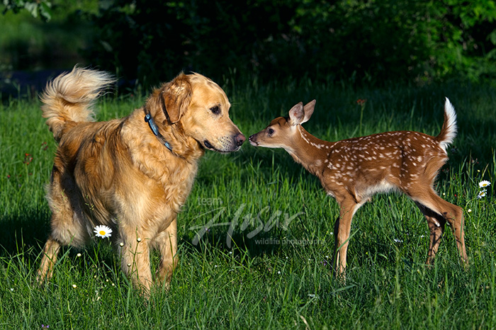 Golden retriever & whitetail fawn meeting for the first time