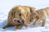 "Sharing"- golden retriever sharing a candy cane with a puppy