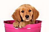 Golden retriever puppy in a pink bucket