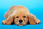 Tired golden retriever puppy