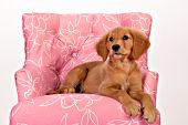 Golden retriever puppy in a pink chair