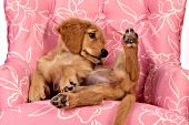 Golden retriever puppy tumbling & playing in a pink chair