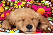 Golden retriever puppy sleeping under a flowered blanket