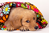 Golden retriever puppy resting under a flowered blanket