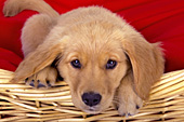 Inquisitive golden retriever puppy