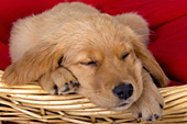 Golden retriever puppy sleeping on her bed