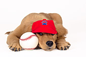 "Play ball" -- golden retriever puppy decked out in a baseball cap