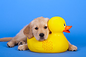 Golden retriever puppy resting on a huge rubber duck