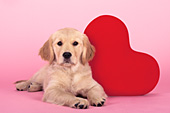 Golden retriever puppy with a red Valentine heart