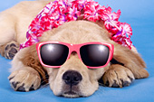 "Too cool" - golden retriever puppy wearing shads & a lei