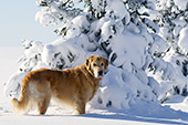 Golden retriever in front of snowy pines