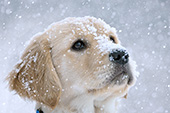 Golden retriever puppy looking up at the falling snow