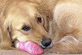 Golden retriever with an injured paw