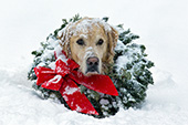 Snowy golden retriever with a Christmas wreath around his neck