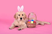 "The Easter Puppy" -- Golden retriever puppy with bunny ears & an Easter basket