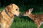 Golden retriever & whitetail fawn meeting for the 1st time