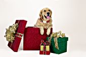 "Christmas Surprise" - Golden puppy in a giant present