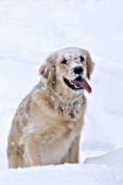 Happy golden retriever playing in snow