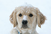 Golden retriever puppy with snow on her head & face