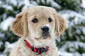 Golden retriever puppy with snow on her nose