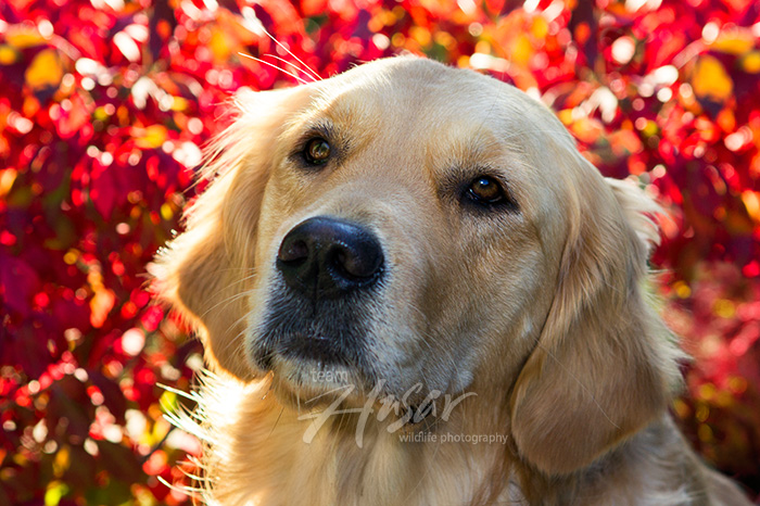Golden retriever in red autumn foliage