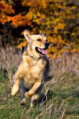 Happy golden retriever running in autumn grass
