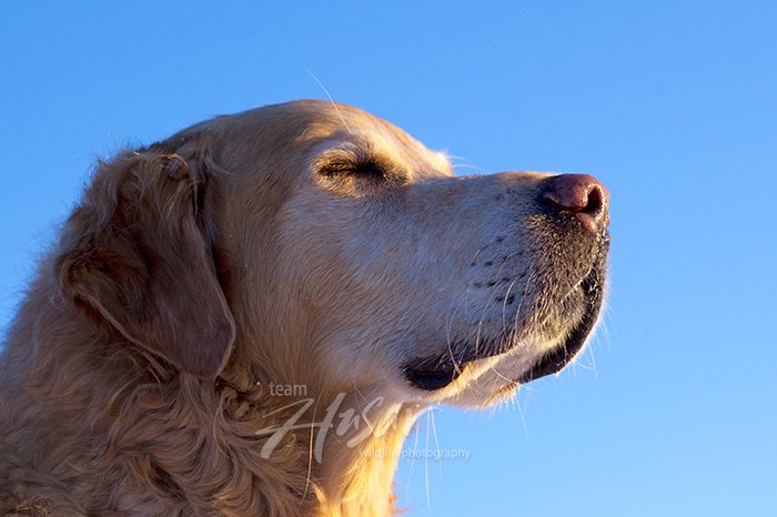 Golden retriever with his face turned towards the sun