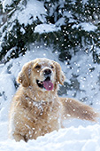 Golden retriever catching snowflakes on her tongue