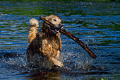 Golden retriever running in shallow water with a large stick