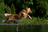 Golden retriever jumping off a dock into a lake