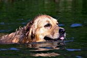 Golden retriever swimming in a lake
