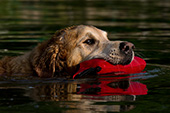 Golden retriever swimming with a toy in his mouth