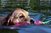 Golden retriever swimming with a water toy in her mouth