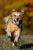 Happy golden retriever running in autumn