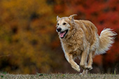 Happy golden retriever running in autumn