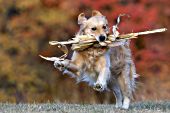 Golden retriever running & playing with a stalk of corn