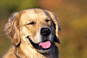 Golden retriever "laughing" in the sunshine