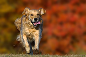 Golden retriever running with autumn foliage behind her