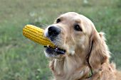 Golden retriever chewing on an ear of corn