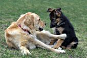 Golden retriever playing with a German shepherd puppy
