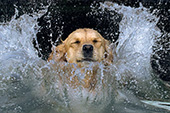 Golden retriever making a huge splash as she jumps in a lake