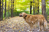 Golden retriever in a wooded path in autumn