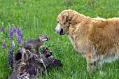 Golden retriever meeting a gray fox pup for the first time