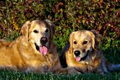 Pair of golden retrievers resting in the grass