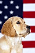 Golden retriever with American flag background
