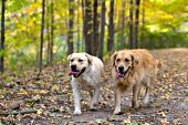 Golden retriever and yellow lab walking on an autumn path