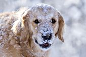 Happy golden retriever with her face covered in snow